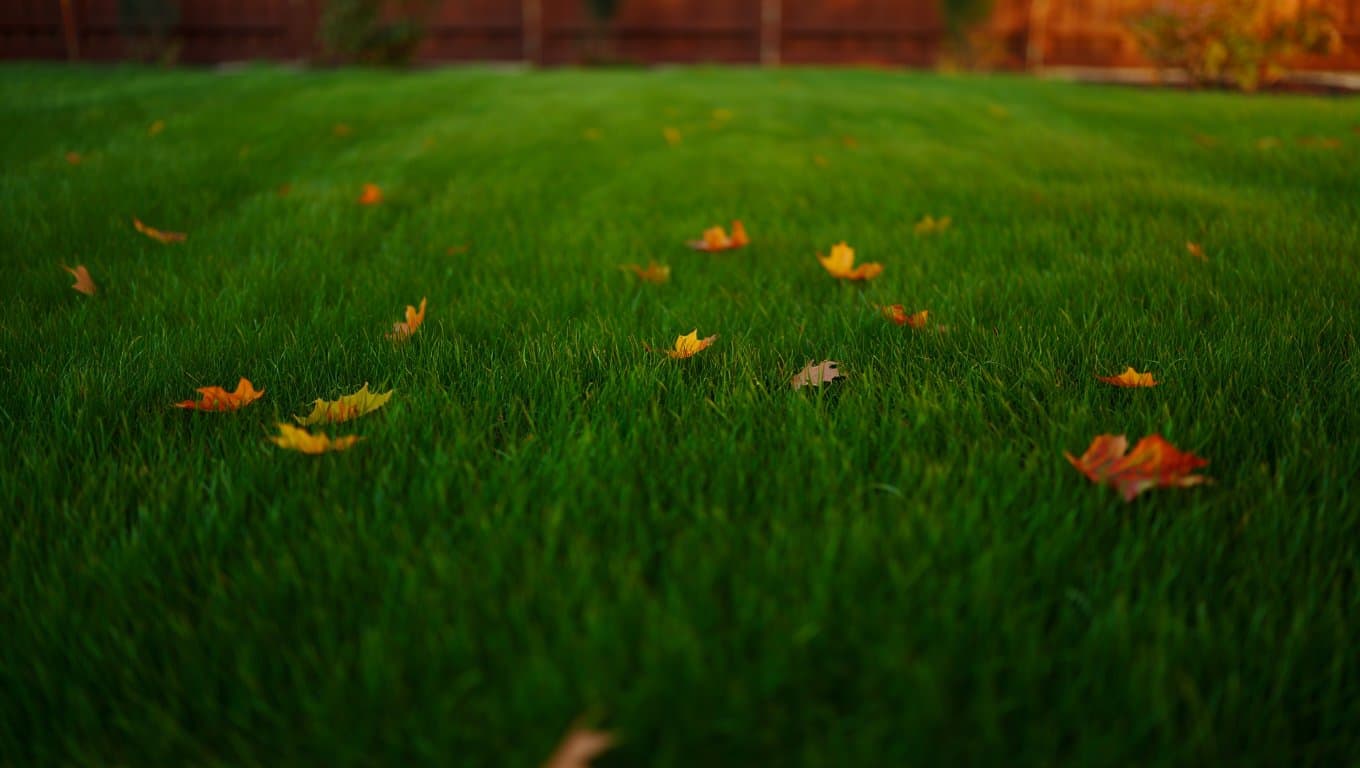 Professional photograph of spring lawn fertilization tips - residential lawn care