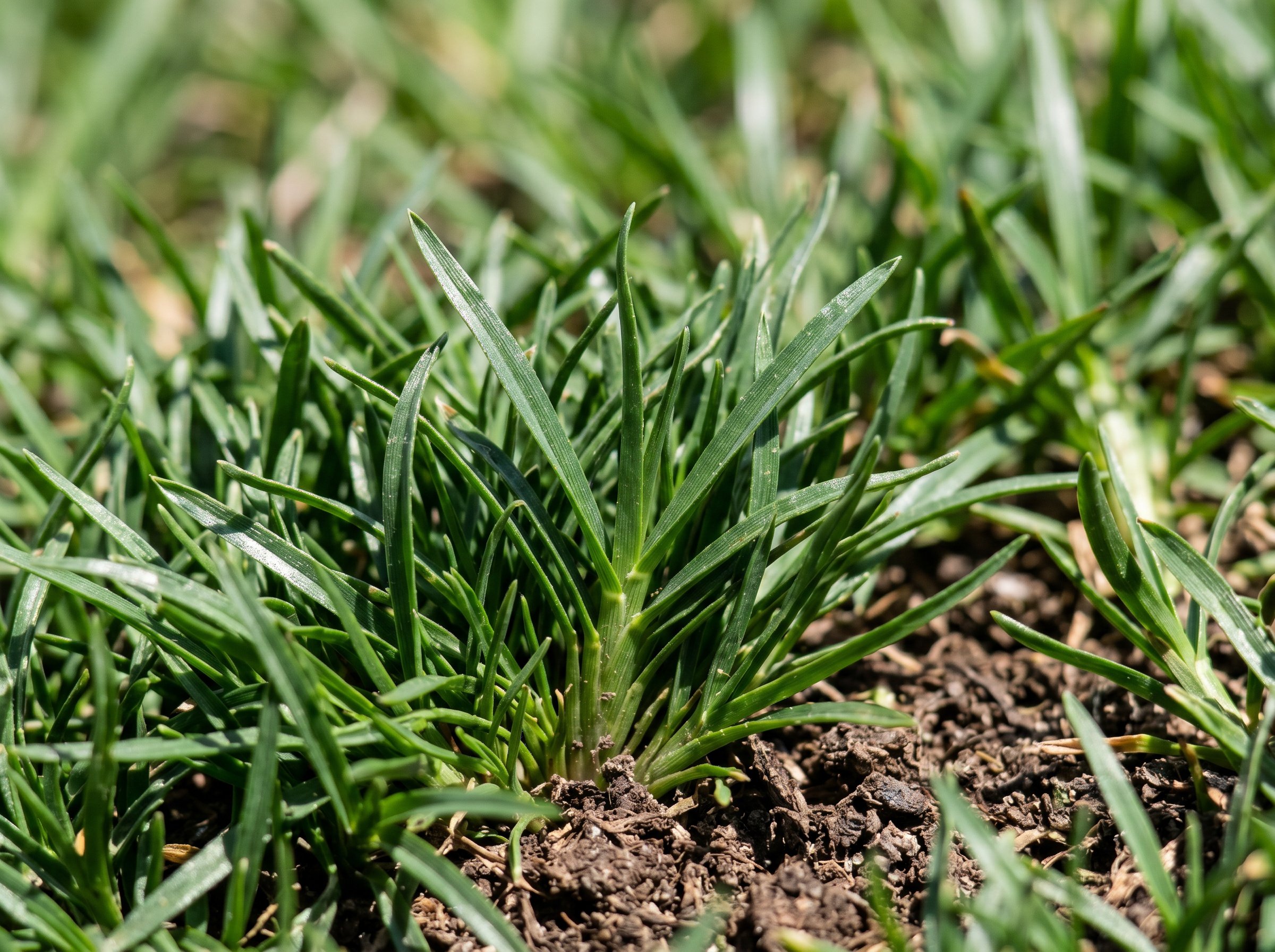 Drought tolerant grass types displayed in garden comparison showing green lawn varieties