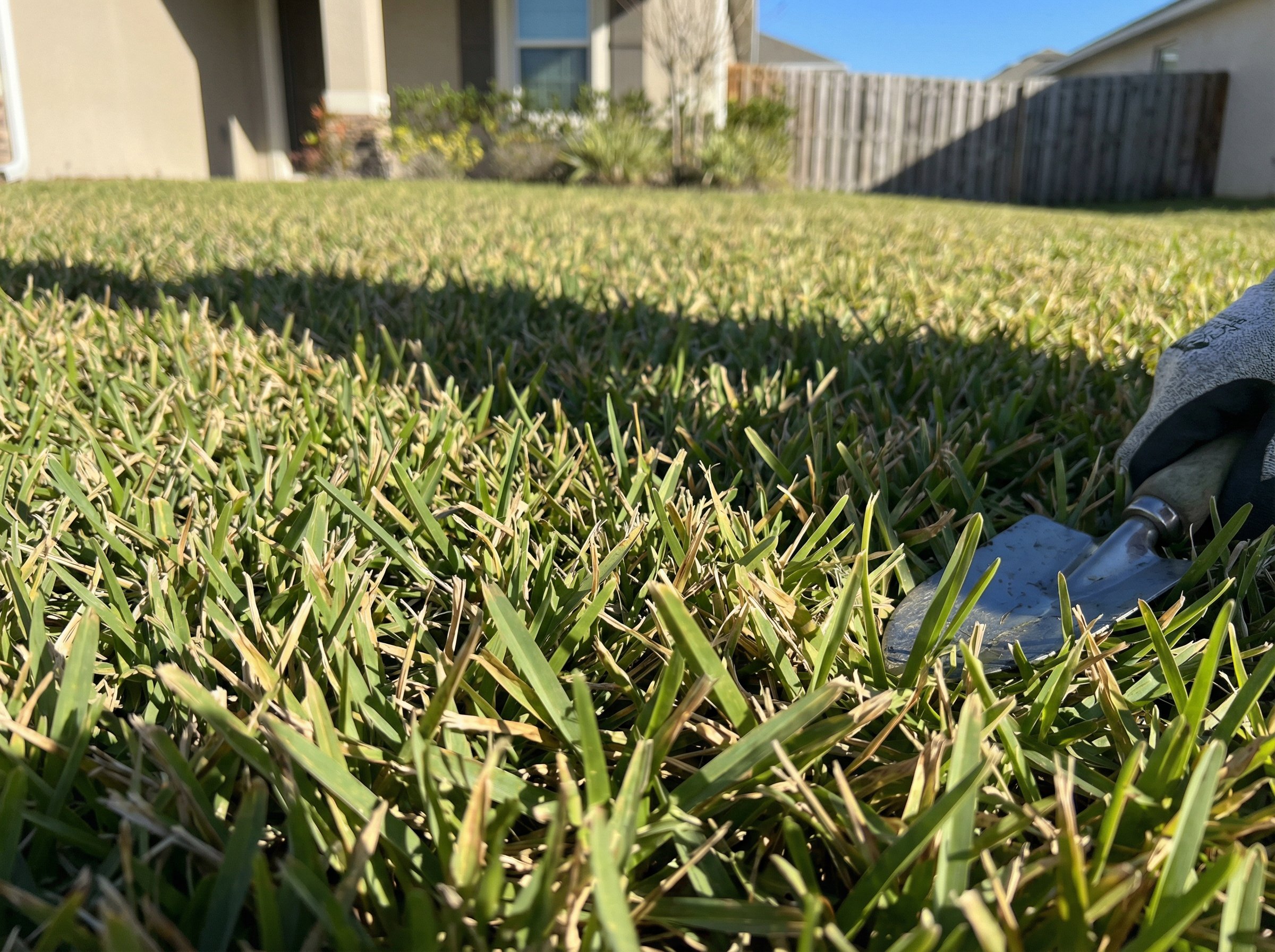 Lush green St. Augustine grass lawn in sunny Florida backyard showcasing best grass types for Florida landscape design